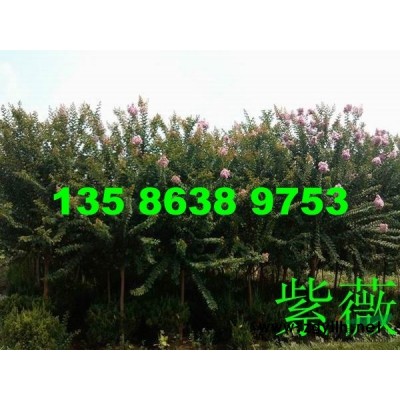 供應(yīng)12--20公分馬褂木 南酸棗 甜櫧等各種綠化苗木