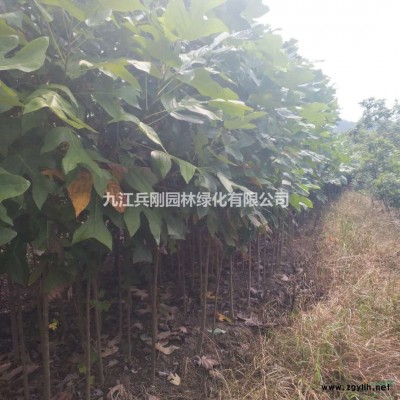 3一5公分馬褂木