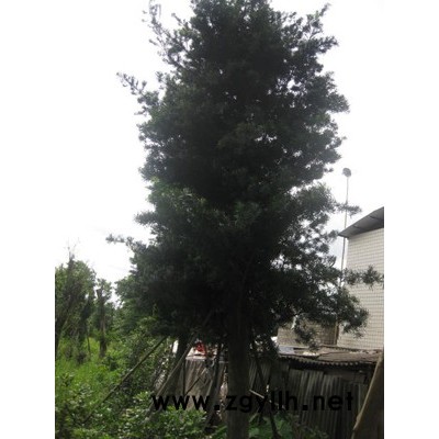 馬褂木8-20大量低價出售