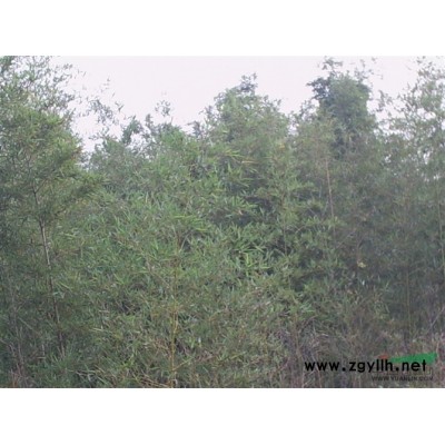 湖北桂花16介紹