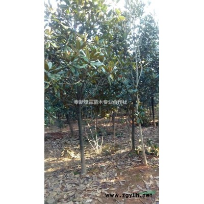 江西紅楓基地，紅楓觀賞價值，江西紅楓報價