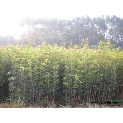 廣西桂花樹苗*新行情價格表 全州縣興安縣桂花樹苗價格表