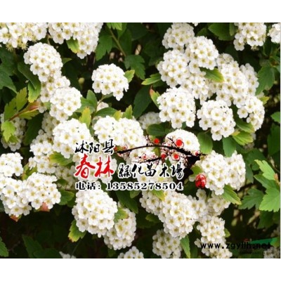 新采馬褂木種子 鵝掌楸種子 花果形似郁金香 園林綠化樹(shù)