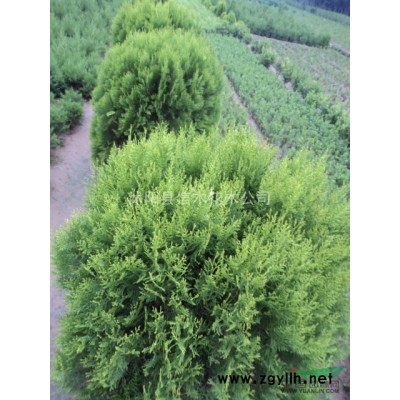 供應馬褂木、馬褂木苗木、馬褂木（鵝掌楸）