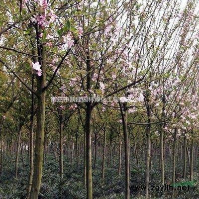 美國紅楓秋火焰，各種規格*，量大優惠