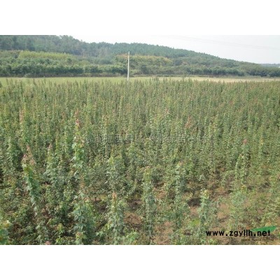 安徽馬褂木介紹