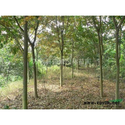 馬褂木(鵝掌楸)