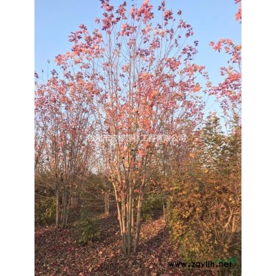 美國紅楓小苗秋火焰