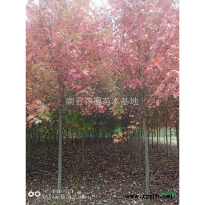 紅楓，美國紅楓秋火焰