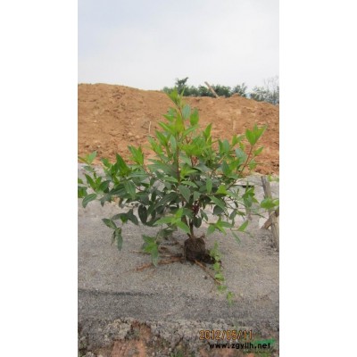 福建桂花批發/福建桂花供應/福建桂花