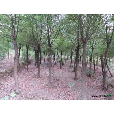 湖北馬褂木，馬褂木工程苗