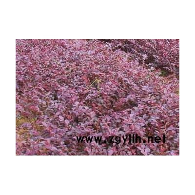 紫薇、圓柏、杜鵑、杜英