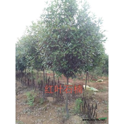 安徽單桿桂花*新報價/單桿桂花圖片