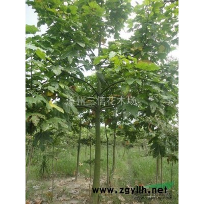 漳州桂花 廈門桂花  福州桂花 龍巖桂花