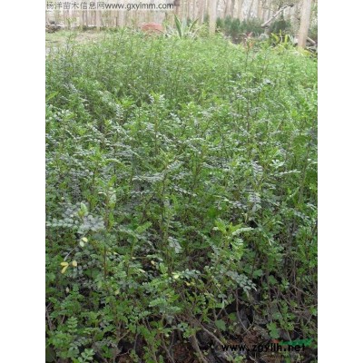 供應(yīng)山杜英