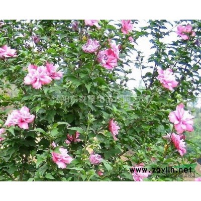 塔柏.櫸樹.木槿.意楊.黃連木，蜀檜.紅楓.櫻花,桂花，榆葉