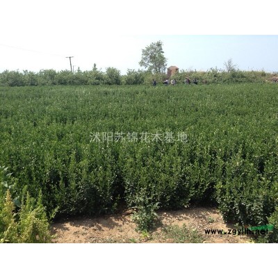 桂花價格/桂花報價