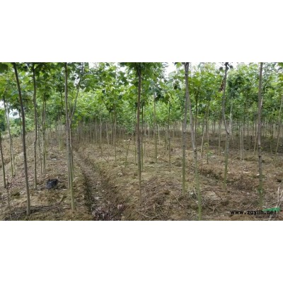 供應桂花、羅漢松、紫薇、茶花、欒樹、無患