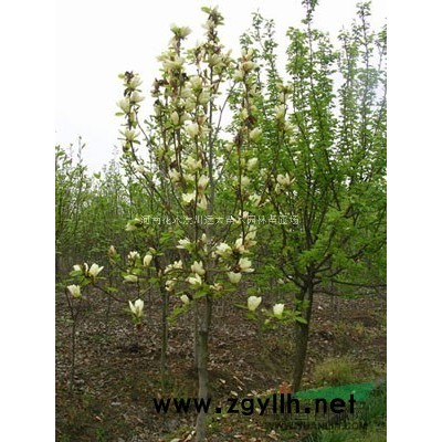 桂花、廣玉蘭、馬尾松、紅葉碧桃、 紅葉李