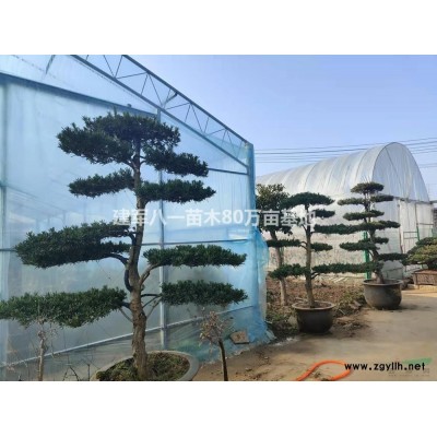 紅楓 大小紅楓基地  江蘇紅楓農(nóng)戶基地行情報價/紅楓 大小紅楓基地  江蘇紅楓農(nóng)戶基地圖片展示