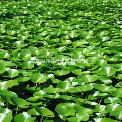 【美國紅楓】新_產地價格_哪里能買_到美國紅楓