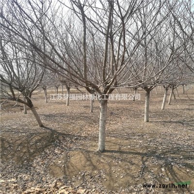 江蘇供應(yīng)紅楓5規(guī)格*