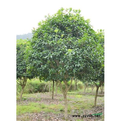 大量供應(yīng)10-16公分四季桂 桂花樹(shù)