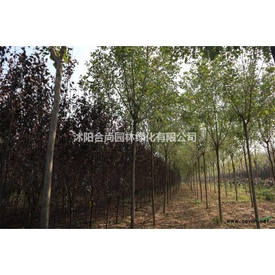 F1代雜交鵝掌楸，北美鵝掌楸，馬褂木，喬木，高桿類，行道樹