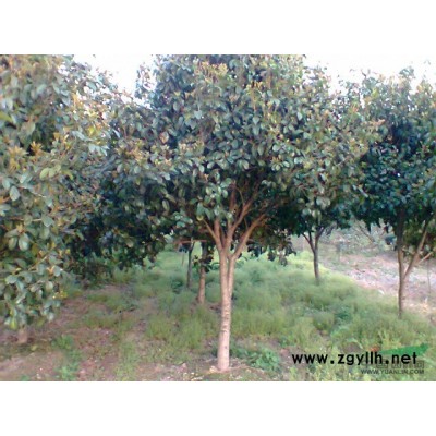 寧波奉化供應(yīng)苗木桂花