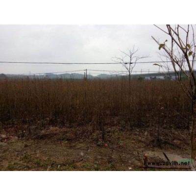 供應地經1.5公分馬褂木