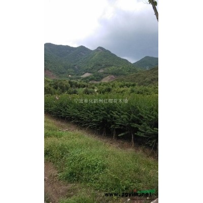 各種規格的精品桂花