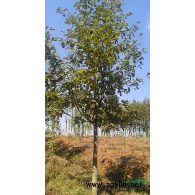 江蘇南京苗木基地出售米經(jīng)15公分馬褂木樹價格。