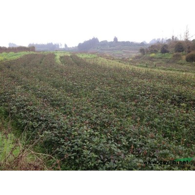 50-250公分高桂花苗