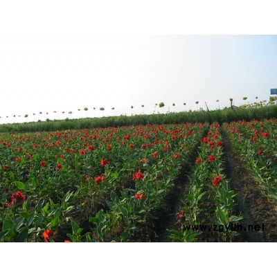 桂花種子供應(yīng)/桂花種子圖片