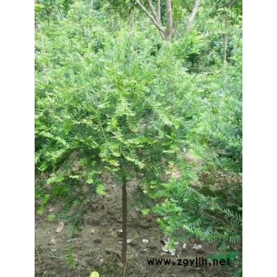 桂花4*新價(jià)格/桂花4報(bào)價(jià)