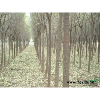 河南平頂山地區(qū)供應(yīng)米徑6-15cm馬褂木