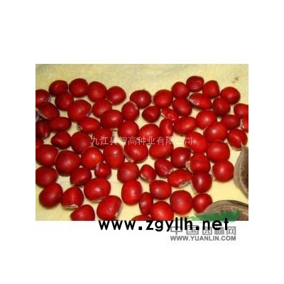 現貨低價供應杜英新種，杜英價格，杜英行情