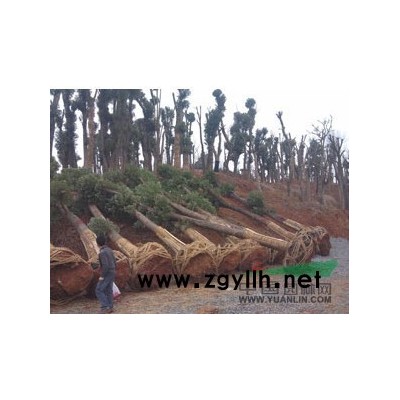 杜英行情報(bào)價(jià)\杜英圖片展示