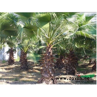 福建雞冠刺桐 ,垂榕,火焰木，桂花樹，含笑，茶花樹，紅花紫荊*新價格/福建雞冠刺桐 ,垂榕,火焰木，桂花樹，含笑，茶花樹，紅花紫荊報價