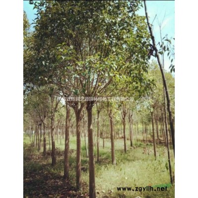 供應美國紅楓-美國紅楓價格