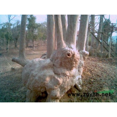 江西十米蓬徑桂花*新報價/十米蓬徑桂花圖片