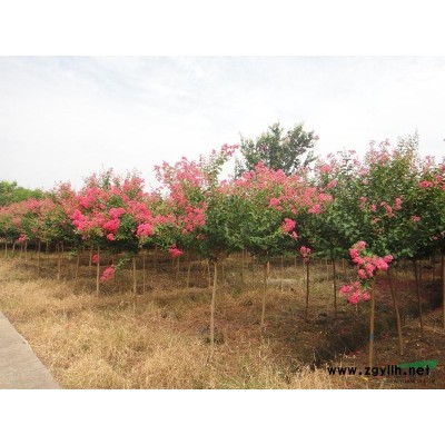 桂花，桂花照片，桂花價格