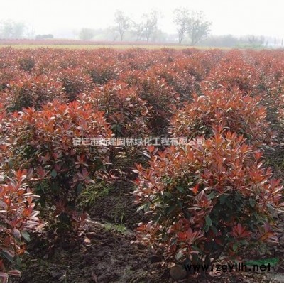 F1代雜交鵝掌楸，北美鵝掌楸，馬褂木，喬木，高桿類，行道樹