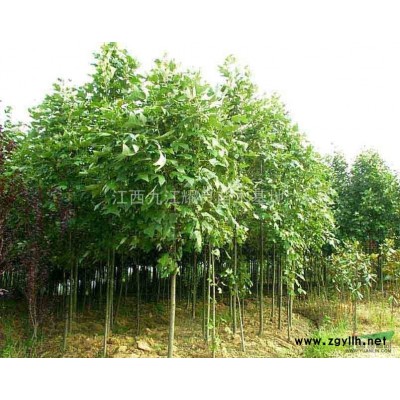 供應(yīng)紅楓種子