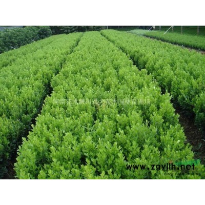 潢川馬褂木，潢川綠梅，馬尼拉草坪，玫瑰木槿，潢川供應藍天竹