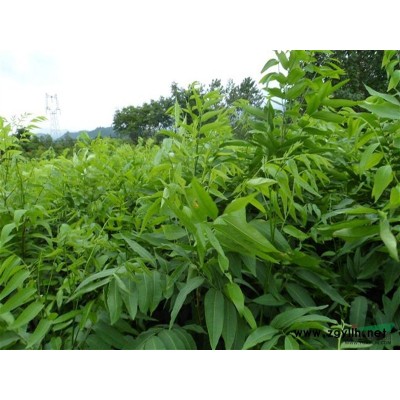 九江地區供應6公分到12公分日本紅楓