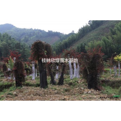 桂林欣綠苗木基地長期提供3-10公分紅楓