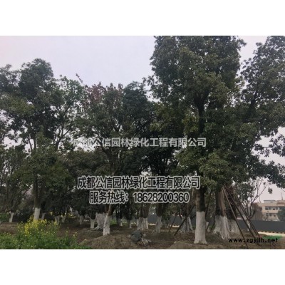 成都10公分日本紅楓 12公分日本紅楓 15公分日本紅楓