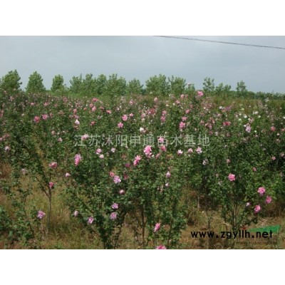 馬褂木 馬褂規格* 馬褂木低價供應