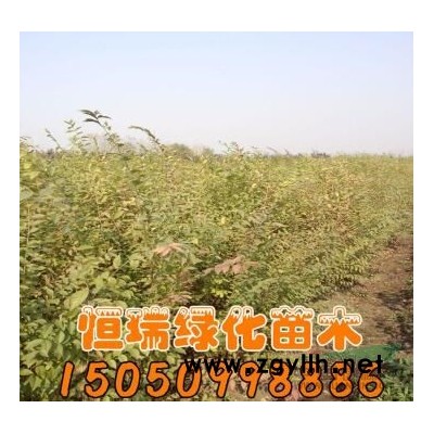 日本紅楓小苗圖片/日本紅楓小苗報價